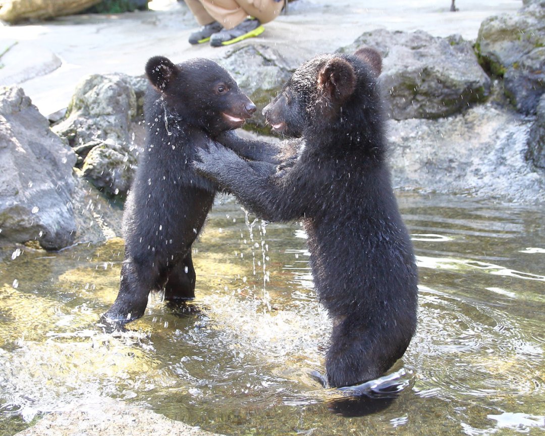 🏞️ 아소 커들리 도미니언 이미지 6